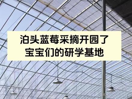 沧州泊头蓝莓采摘基地 周末遛娃好去处,让孩子放下手机,见识一下新鲜事物,#新农人计划 #蓝莓种植 #蓝莓采摘园