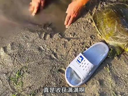 户外捕鱼:看小伙一家三口是如何抓甲鱼的 #户外 #抓甲鱼