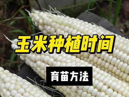 玉米什么时候种植,怎么育苗