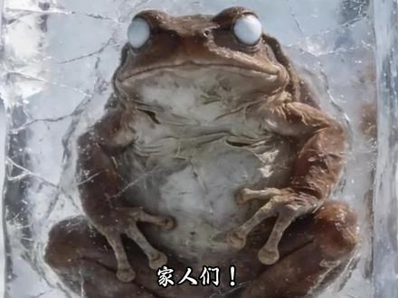 被冰冻了还能复活的林蛙#AI #科普 #2026你好出色 #元旦