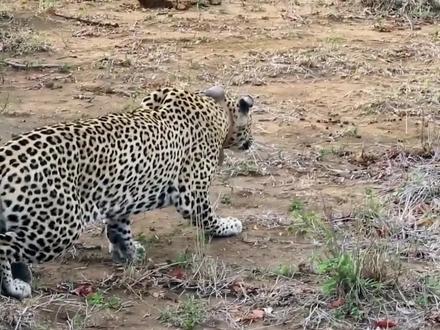 巨型疣猪与豹的决斗-疣猪疯狂撞倒豹子救宝宝,野生动物袭击!