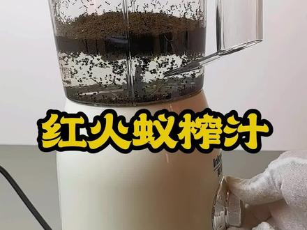 用红火蚁榨汁给红火蚁喝会怎样 #红火蚁#猎奇#实验#蚂蚁