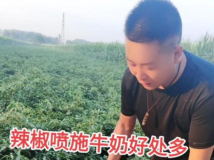 辣椒要高产,喷施牛奶是关键。#抖音助农 #辣椒种植 #农业种植 #优质农产品 #大蒜价格今日行情