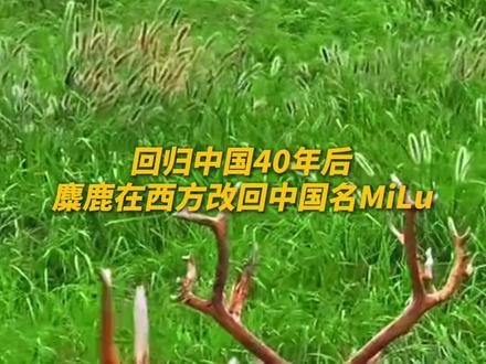 回归中国40年后,麋鹿在西方改回中国名MiLu❤️