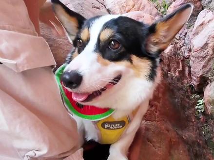 带着20斤柯基爬丹霞山是什么体验#柯基 #抖in萌宠计划 #带着狗狗去旅行