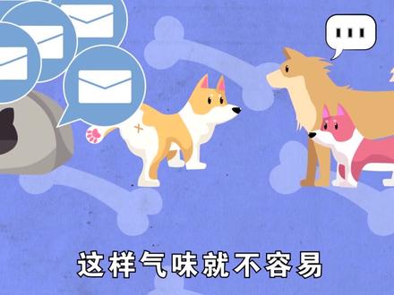 小狗为什么要抬腿撒尿呢?猫小帅都知道来解答啦 #科普 #青少年知识引路人 #涨知识 #小狗