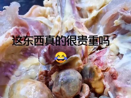 #鸡宝 昨天这个视频上热门了,好多抖友说这是个宝贝,说能在上海换一套房😂我感觉我损失一个亿。。。