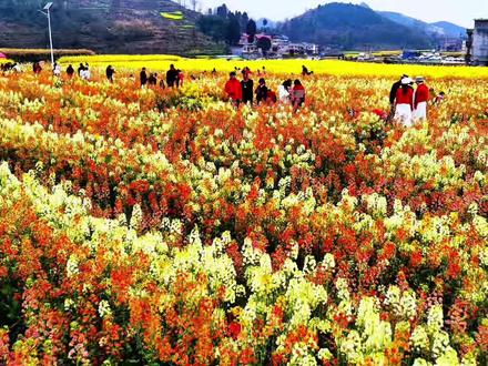 #有一种春天叫油菜花开 #创作者中心 #创作灵感 遵义市播州区茅栗镇的彩色油菜花开了,美女们快快来打卡#又到了拍花的季节 #请你看花