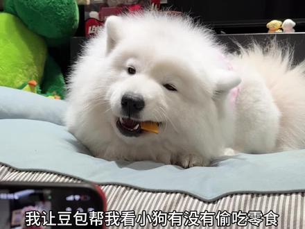 豆包教了我一个新词:零食保管员 #肉包和肉泥 #萨摩耶 #万物可爱计划 #我和它的365件小事