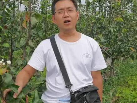 梨树秋季开花第一及时掐除,第二保叶!第三马上开沟断根施肥!否则明年没有产量!#一画农业 #基肥