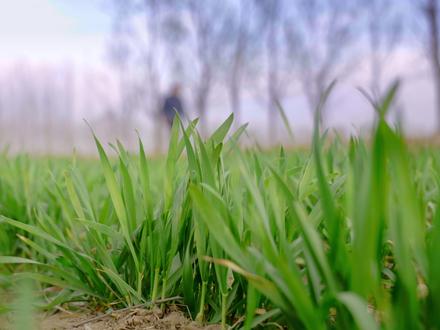 阿木爷爷制作柳条筐完整版,非常好看的小筐子#手艺人