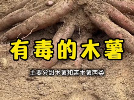 同样是木薯,有的却藏着剧毒