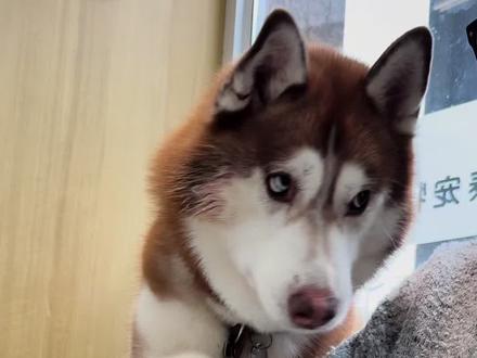 我一进门就看到常威在打来福… #万物可爱计划 #宅家治愈记 #狗狗脚臭