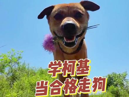 土狗:学习它成为它超过他.#萌宠出道计划 #土狗咋了 #蛋蛋小柯基 #一条大黄 #萌宠搞笑日常