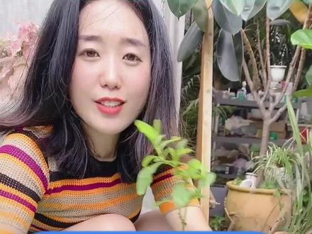 #创作灵感 蓝雪花叶子干枯发黄,别急着扔,试试以下方法,还能让蓝雪花再次开花!#养花小知识 #蓝雪花 #爱生活爱养花