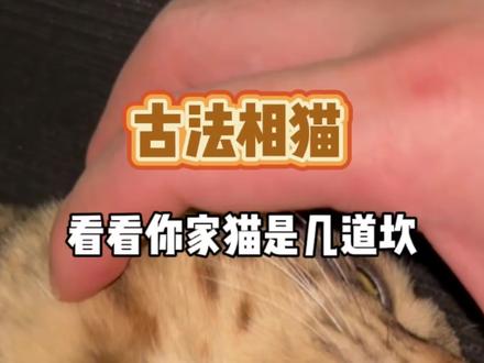 古法看猫,看看你家猫有几道坎#古法相猫 #猫咪#萌宠出道计划 #萌宠#养宠知识#宠物冷知识