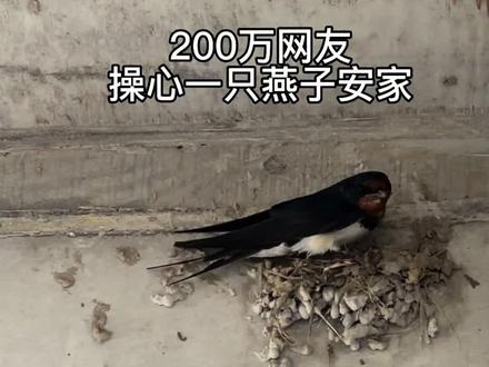 两只燕子筑巢太难,全网200多万网友跟着操心!三版燕子窝迭代改造,听网友建议一次次整改,只为给燕子安个舒服的家~
#楼顶改造 #空中田园 #燕子筑巢 #田园生活 #手工造窝