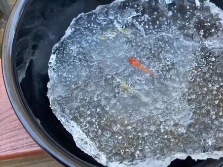 院里的鱼池结冰了,救住冻在冰里的小鱼,没想到它竟能活了过来