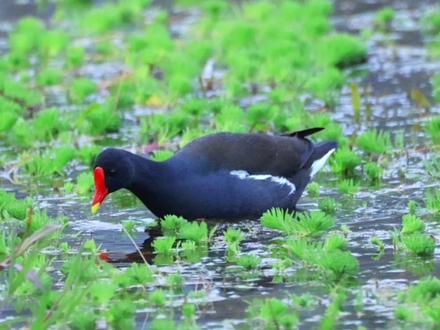 白骨顶鸡&红骨顶鸡。拍摄于天府艺术公园 #野生鸟类摄影