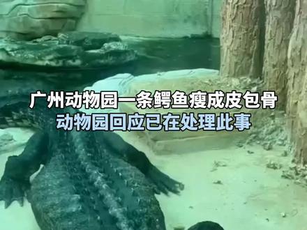 广州动物园一条鳄鱼瘦成皮包骨
动物园回应已在处理此事