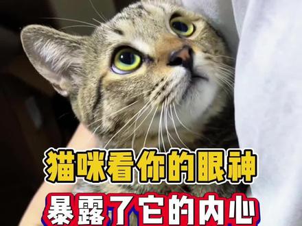 猫咪的眼神暴露了内心#新手养猫#猫咪#养猫经验分享#猫咪日常#养猫人