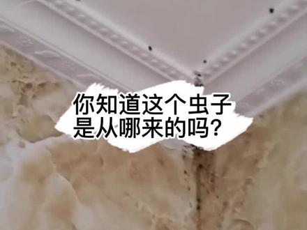 夏天快到了,卫生间里的小飞虫也越来越多了,它们的危害可能超出你想像#蛾蠓 #蛾蚋 #虫子 #害虫