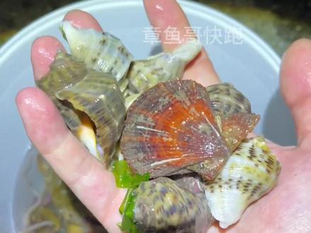 还是在小麦岛赶海顺手#青岛赶海 #青岛旅游攻略 #青岛