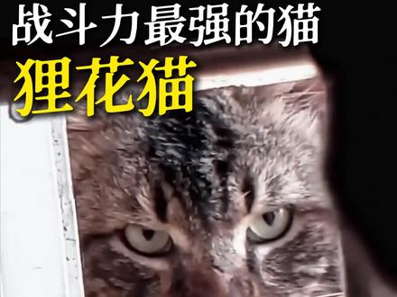 #狸花猫 #狸花猫真的不好惹 #狸花猫的日常 #猫咪 #猫