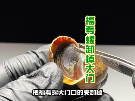 把福寿螺的大门卸掉它还能生存吗? #福寿螺 #零食推荐