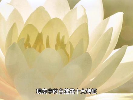 来来来,给大家普及个知识点,对号找一下各自身边有没有这样的比绿茶还高一级的白莲花#绿茶 #白莲花 #灵魂画手 #科普一下