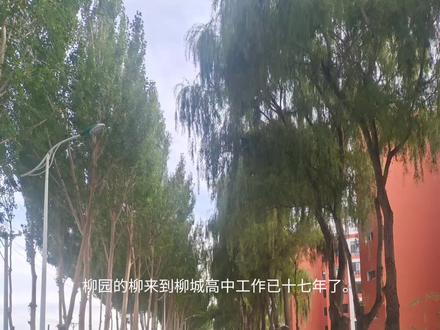 写一篇柳园景色的散文