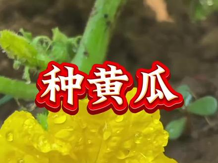 #黄瓜种植 #蔬菜种植 #农业种植技术 #黄瓜管理 黄瓜开花后管理