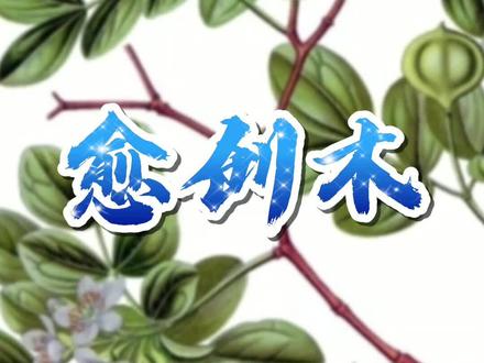 想让你的香水留香更加持久吗?那愈创木精油一定少不了。#精油 #持久留香 #健康科普