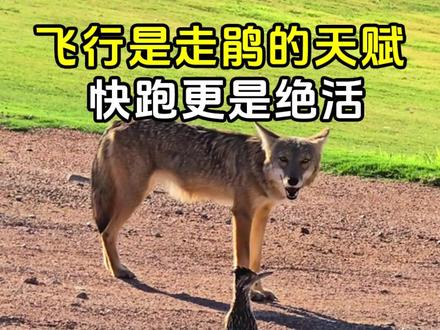 飞行是走鹃鸟的天赋,但快跑更是人家的绝活 #走鹃鸟 #动物科普 #郊狼