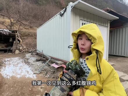 没想到拍到了真凤凰,还是一群的那种#红腹锦鸡 #野生动物零距离