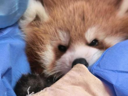 正确认识小熊猫,请勿触摸、请勿投喂!
小熊猫不是小浣熊,不是小猫小狗,不是萌宠!
#柳州动物园 #小熊猫荔枝 #小熊猫 #萌宠 #可爱动物