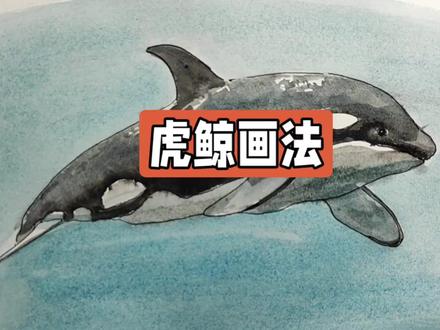 虎鲸原来可以这样画,太简单了吧#画画#钢笔淡彩#手绘#画画#绘画