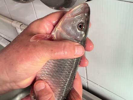 鸭绿江捕鱼,昨天的马口眼睛睁亮#鸭绿江捕鱼 #渔民生活实拍 #危险动作非专业人士请勿模仿