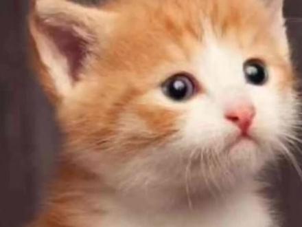 在电脑上安装谷歌浏览器#谷歌浏览器 #Google#电脑小技巧