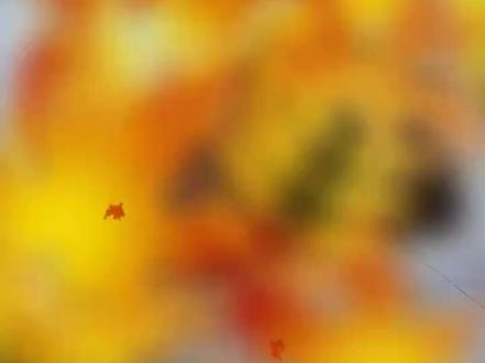 神舟20号返回仓回到地面#