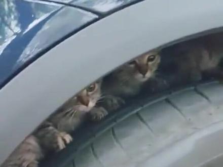 冬天了,大家开车前一定要检查一下,小动物都爱呆在车底,#记录猫咪日常 #意不意外 #喵星人