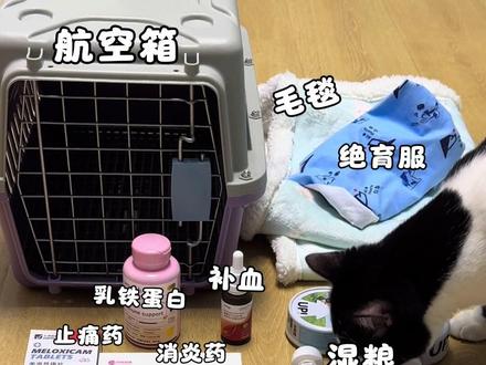 母猫绝育术前准备 新手养猫不用害怕 我家猫大概年龄是10个月年前发情过一次,通常在6
个月-1岁之间,且要打够三针疫苗的,没有打完的
可以查抗体,最好是打完的。
绝育费用选择
根据自身猫咪情况选择
我套餐里是血常规、生化、抗体检测、心超、腹部彩
超、3天消炎针、当天的长效止痛针、一共655💰
医院就在我们小区楼下所以我选择带猫去打针,如果
离医院远,怕猫应激,也可以自己准备消炎止痛药。
一般健康的猫咪也是要做血常规和生化的、术前跟医
生沟通好时间,提前断食断水6小时,避免手术中呕
吐。现在已经是绝育第3天了能跑能跳胃口好
#猫咪绝育 #绝育 #母猫绝育 #养猫好物 #猫咪护理