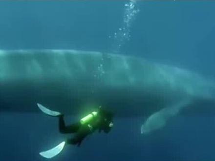 世界上竟然有比蓝鲸更大的生物!目前已知的最大的蓝鲸体长33.58米,但据说新西兰大鱼龙有15-38米的体长。#海洋生物#鱼#科普