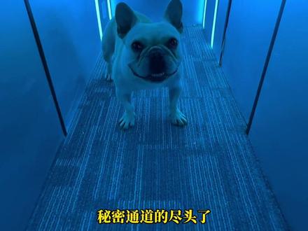 秘密基地居然挖到了邻居家?跟着佩奇带你们看看秘密基地的新空间!#电小二户外电源 #户外电源