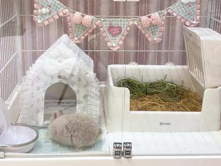 养兔必备好物#侏儒兔#新手养兔