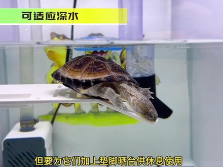 西非侧颈龟饲养攻略,现在养西非龟的龟友越来越多了,冬天西非龟需要加温么?这里告诉你西非怎么养!#养龟日常 #养龟人 #龟宠 #西非侧颈龟 #养龟