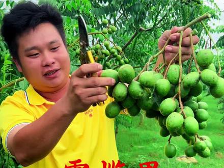 这个是我们新培育的新品种叫霍榄果,四季可结果全年可采摘#霍榄#支持三农扶持三农发展 #抖音助农
