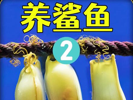 菜市场买来的鲨鱼卵,给鲨鱼卵做剖腹产帮助它出生,还挺顺利的#奇妙的动物 #水族 #鲨鱼 #海洋生物 #养鱼