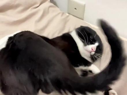 为什么你家猫老是拿屁股对着你?#宠物科普 #萌宠迷惑行为 #猫咪日记