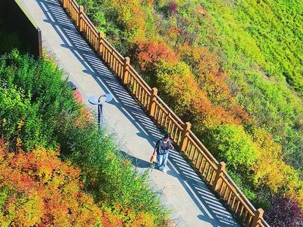 抓住莲花湖最后一抹秋。#秋 #黄 #画 #诗